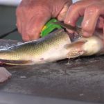 how to clean fresh fish