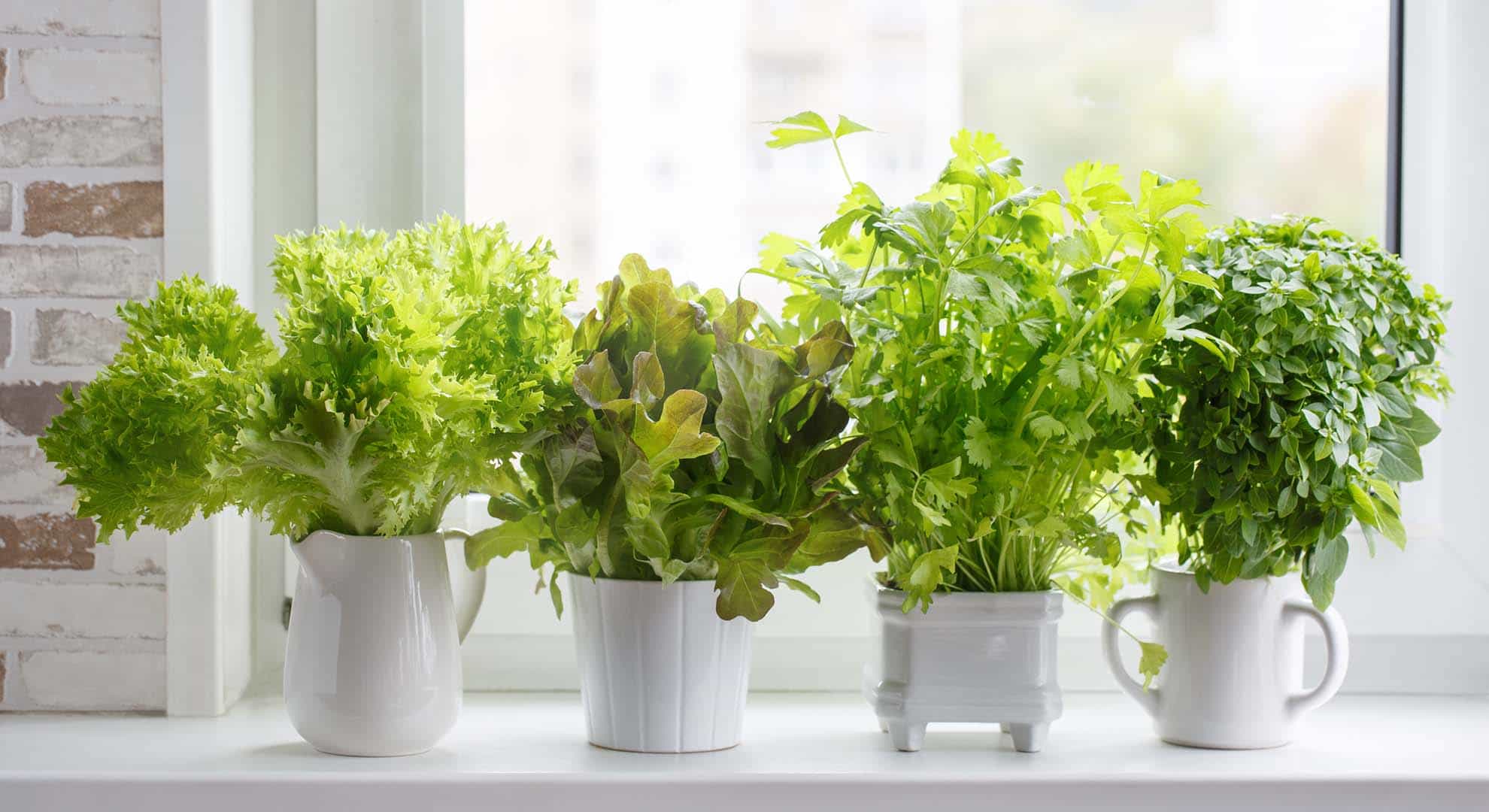fresh veggies in window